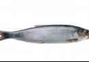 Hering